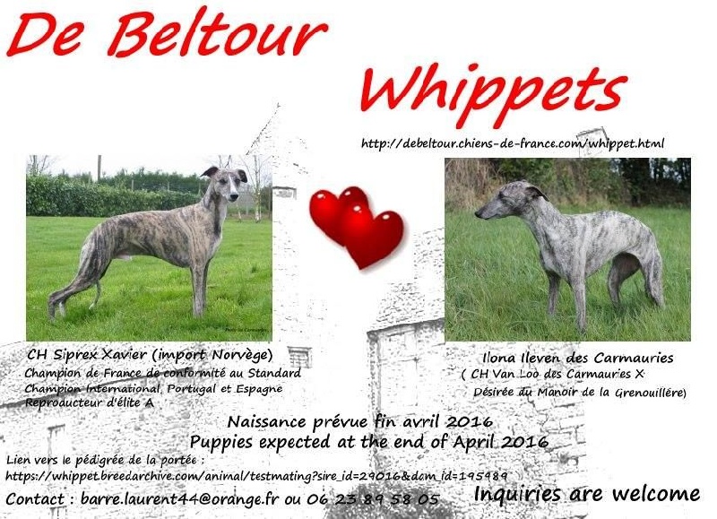 De Beltour - Whippet - Portée née le 22/04/2016
